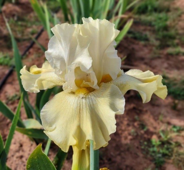 Iris, Tall bearded, Rebloom, Fragrant, Again and Again, Sterling Innerst, 1999