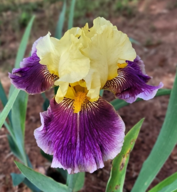 Iris, Tall Bearded, Berried Treasure, Schreiner, 2017