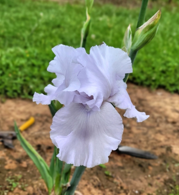 Iris, Tall bearded, Fresh Air, Ben Hagar, 1992