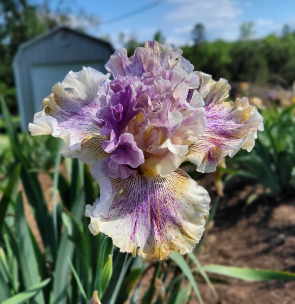 Iris, tall bearded, broken, fragrant, Breaking Free, Paul Black 2020