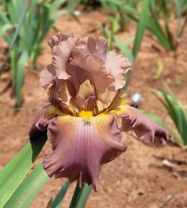 Iris, tall bearded, Schreiner 2013