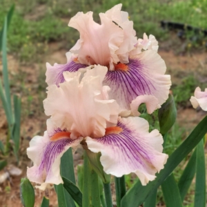 Iris, tall bearded, Center Line, Thomas Johnson 2011