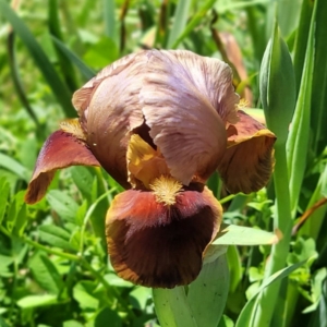 Iris, arilbred, historic, M. Brizendine by J. & L. Fry 1986