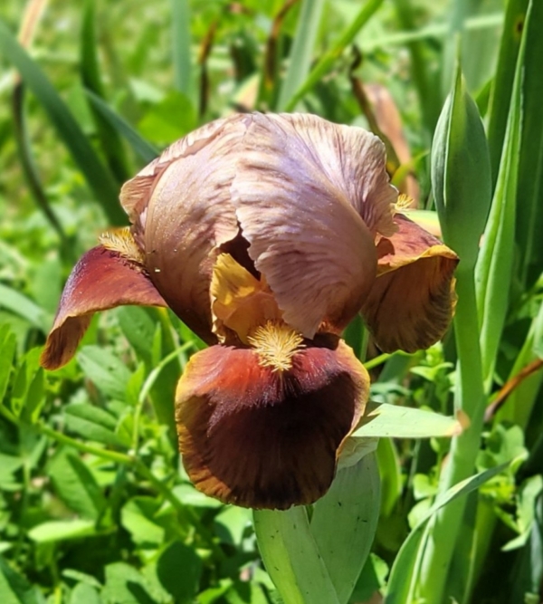 Iris, arilbred, historic, M. Brizendine by J. & L. Fry 1986