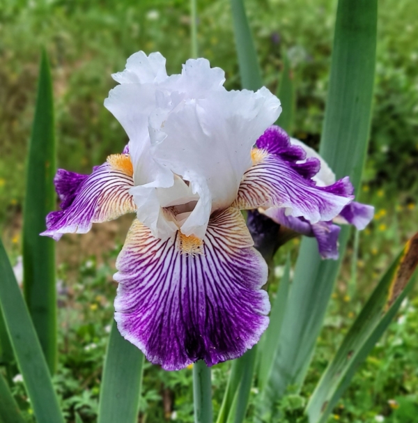 Iris, border bearded, Crows Feet, Paul Black 2006