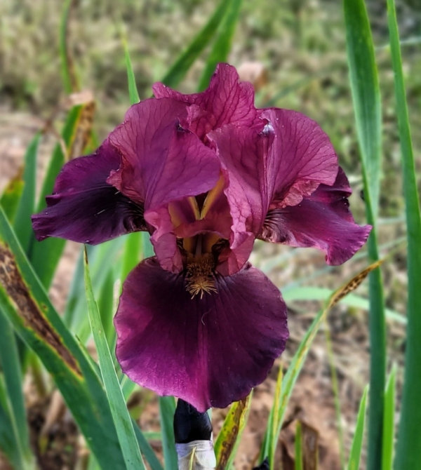 Iris, border bearded, historic, purple based foliage, Honkey Tonk, Duane Meek 1984