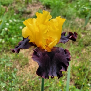 Iris, border bearded, fragrant, Midas Gold, Bryan Spoon 2019