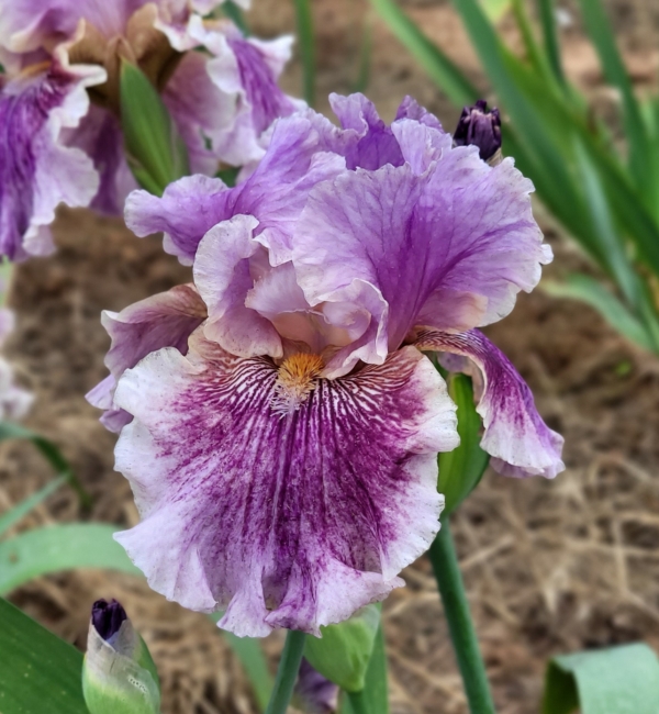 Iris, tall bearded, broken, fragrant, Paul Black 2018
