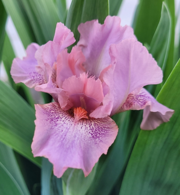 Iris-standard dwarf bearded-fragrant-Fruit Cup-Paul Black 2014