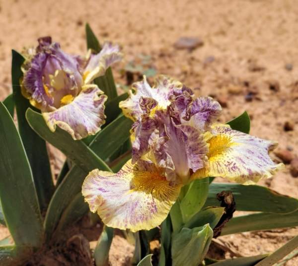 Iris-standard dwarf bearded-Scoundrel-Thomas Johnson 2010