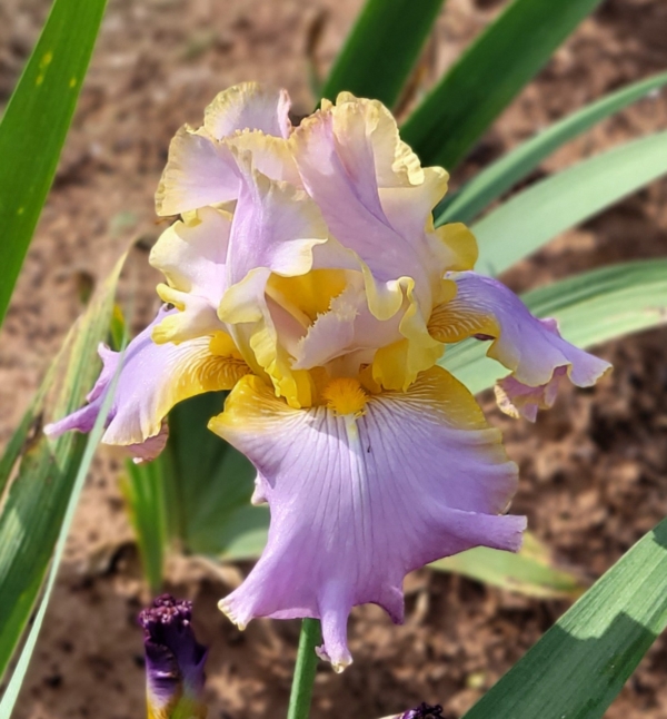 Iris, tall bearded, fragrant, Frederick Kerr 2006