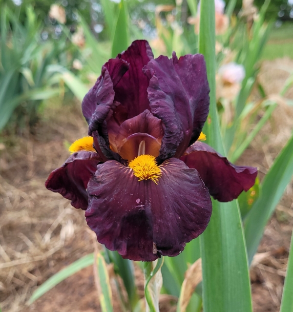 Iris, tall bearded, fragrant, Awakening Embers, Schreiners 2018