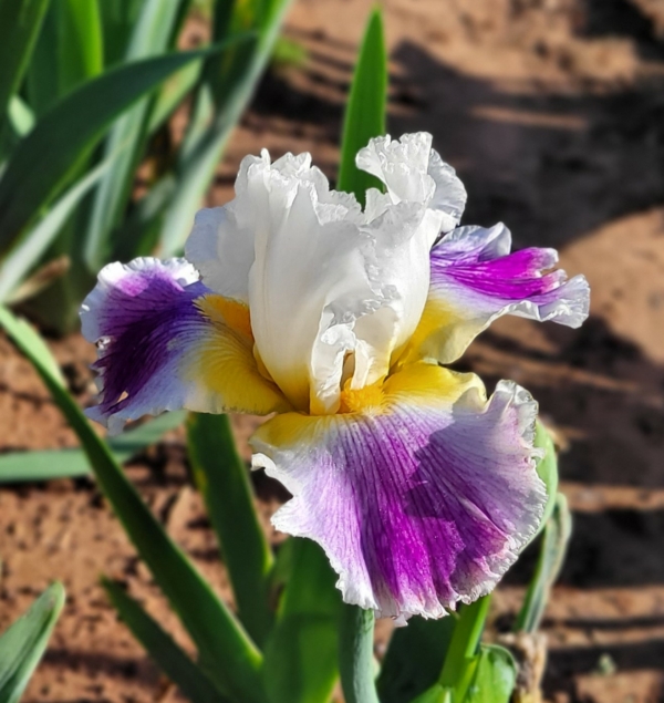 Iris-tall bearded-fragrant-Thomas Johnson 2013