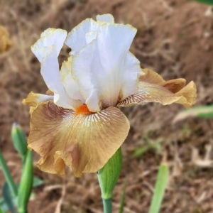 Iris, tall bearded, fragrant, Howard Das 2018