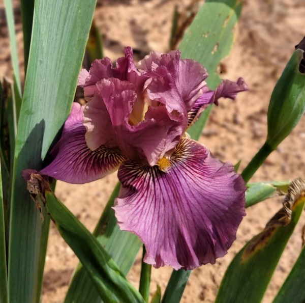 Iris, tall bearded, purple based foliage, Richard Tasco 2011