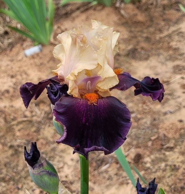 Iris, Tall Bearded, Fragrant, Purple based foliage, Foreign Legion, Keith Keppel 2001