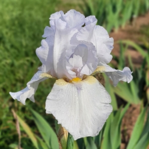 Iris, tall bearded, rebloom, historic, fragrant, Monty Byers 1989