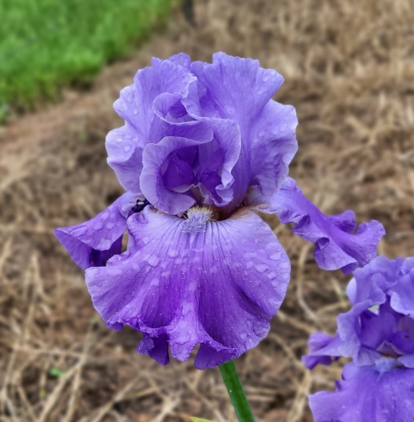 Iris, Tall Bearded, Fragrant, Home Of The Blues, Schreiner, 2019