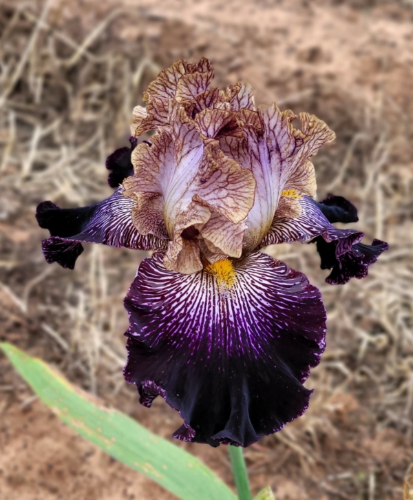 Iris, tall bearded, fragrant, Laser Light Show, Paul Black 2021