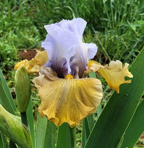 Iris, tall bearded, historic, Olive Windows, D. Shepard 1988