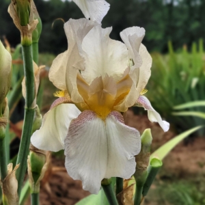 Iris, tall bearded, historic, rebloom, Summer Fantasy, G. P. Brown 1965