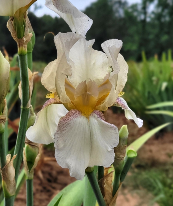Iris, tall bearded, historic, rebloom, Summer Fantasy, G. P. Brown 1965