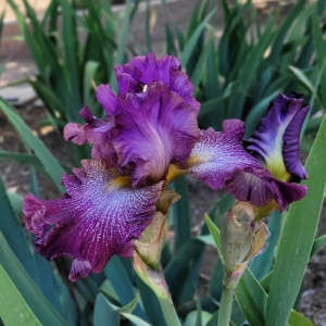Iris, tall bearded, purple based foliage, Richard Ernst 1999