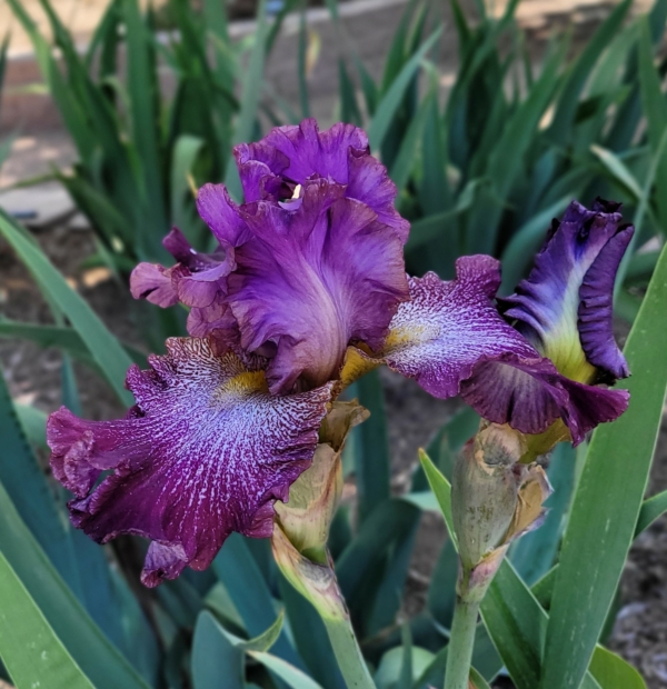 Iris, tall bearded, purple based foliage, Richard Ernst 1999