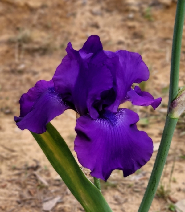 Titan's Glory - Brenda's Joy Iris