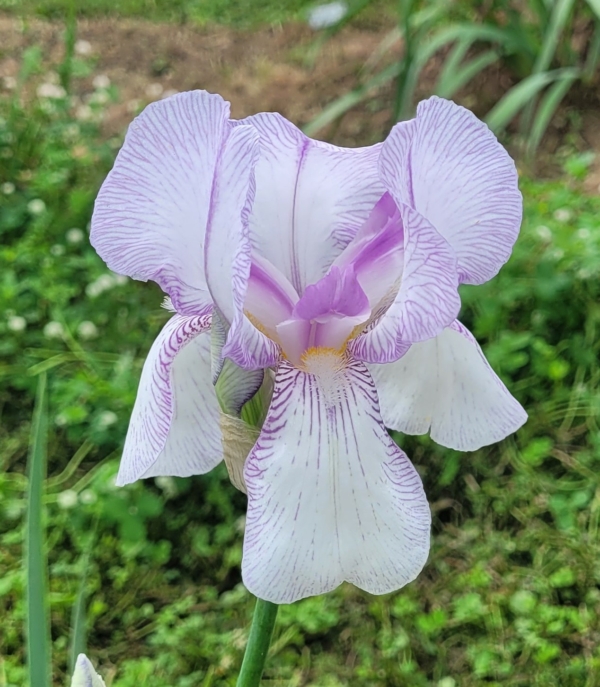 Iris-tall bearded-historic-True Delight-Grace Sturtevant 1924