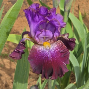 Iris, tall bearded, purple based foliage, Richard Ernst 1999