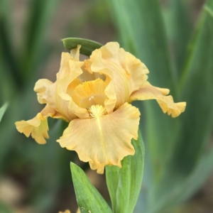 iris, standard dwarf bearded, fragrant, Richard Tasco 2011