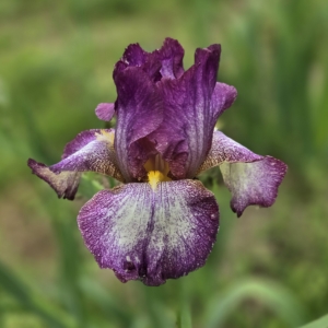 iris, tall bearded, RRMM NOID