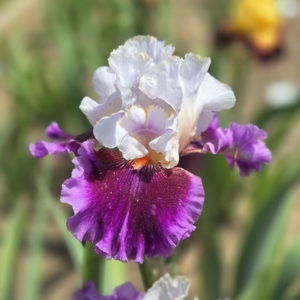 iris, tall bearded, fragrant, Style Maker, Michael Sutton 2022