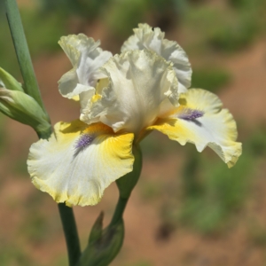iris, tall bearded, fragrant, Tom Burseen 2010