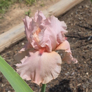 TB, Iris, fragrant, Angel's Rest, Schreiner 2021