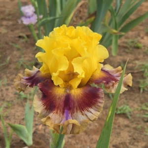 iris, tall bearded, fragrant, Born to Party, Thomas Johnson 2023