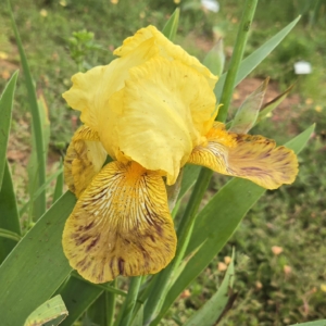 TB, Iris, Historic, Broken. W.R. Dykes, W.R. Dykes 1926
