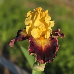 iris, tall bearded, fragrant, Bulbhead, Burseen/Stout 2022