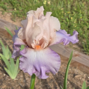 Iris, tall bearded, Dykes, Celebration Song, Schreiner 1993
