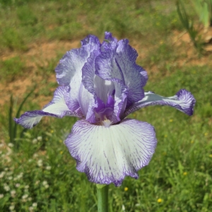 Iris, tall bearded, rebloom, historic, Autumn Circus, Ben Hager 1990