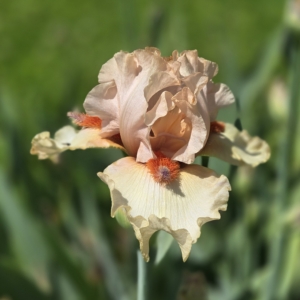 iris, tall bearded, fragrant, Tobacco Chew, Tom Burseen 2009