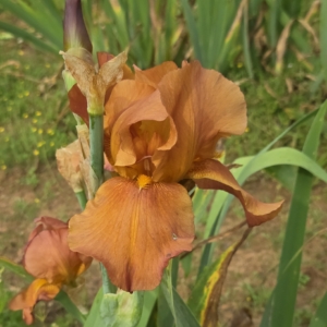 Guardian Garden