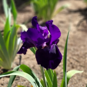 iris
