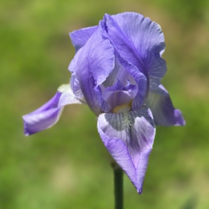 iris, tall bearded, historic, guardian garden, Australis, Augustino Todaro 1861