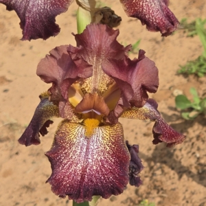iris, tall bearded, historic, can can red, James Gibson 1979