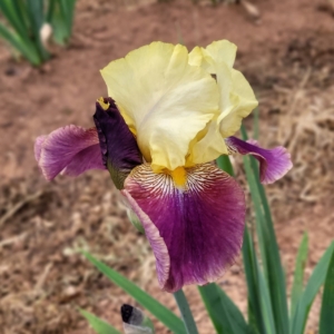 iris, tall bearded, historic, fragrant, Blatant, Monty Byers 1990