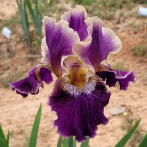 iris, tall bearded, fragrant, Let's Be Friends, Vincent Christopherson 2021