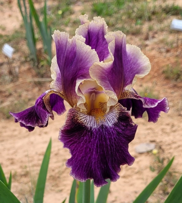 iris, tall bearded, fragrant, Let's Be Friends, Vincent Christopherson 2021