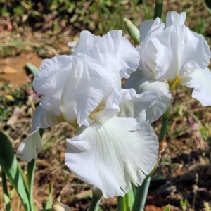 iris, tall bearded, Dykes, Winter Olympics, Opal Brown 1963